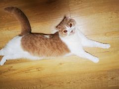 -Meowの猫咖(万家丽店)