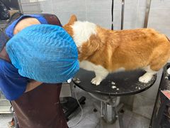 -宠福鑫康馨动物医院·骨科·眼科