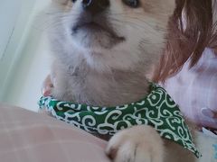 -柴犬小屋·柴餐厅·狗咖食堂(金鼎广场店)