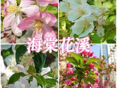 -海棠花溪(元大都城垣遗址公园)