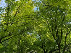 -墨尔本皇家植物园