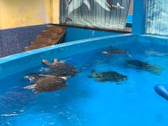 -海合安成都极地海洋公园