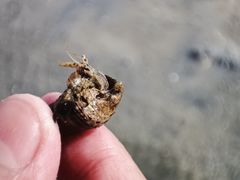 -北海金海湾红树林生态旅游区