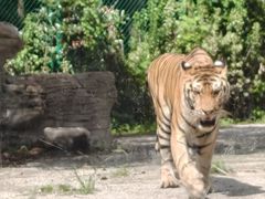 -上海野生动物园老虎餐厅