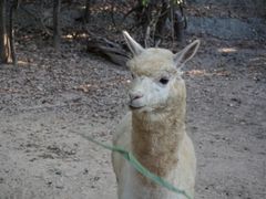 -清迈夜间动物园