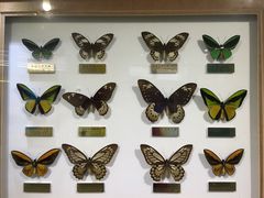 -上海昆虫博物馆