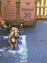 -萌宠亲子动物乐园(槐房万达店)