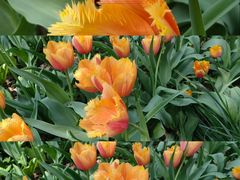 -国家植物园南园