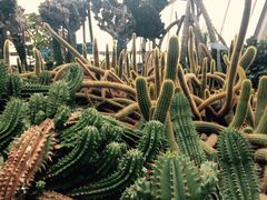 -南山植物园