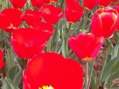 iphone_upload_pic-洛阳郁金香牡丹园