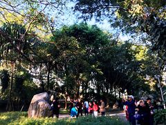 -瑞丽独树成林风景区