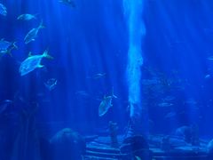 -亚特兰蒂斯•OSSIANO奥西亚诺海底餐厅