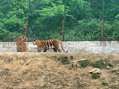 -栾川竹海野生动物园