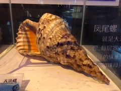 -贝壳梦幻世界