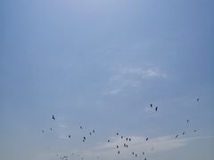 -南大港湿地风景区