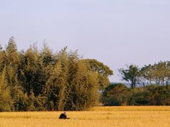 -良渚古城遗址公园