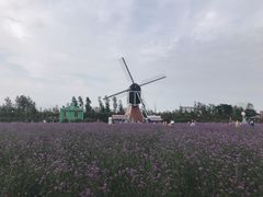 -荷兰花海