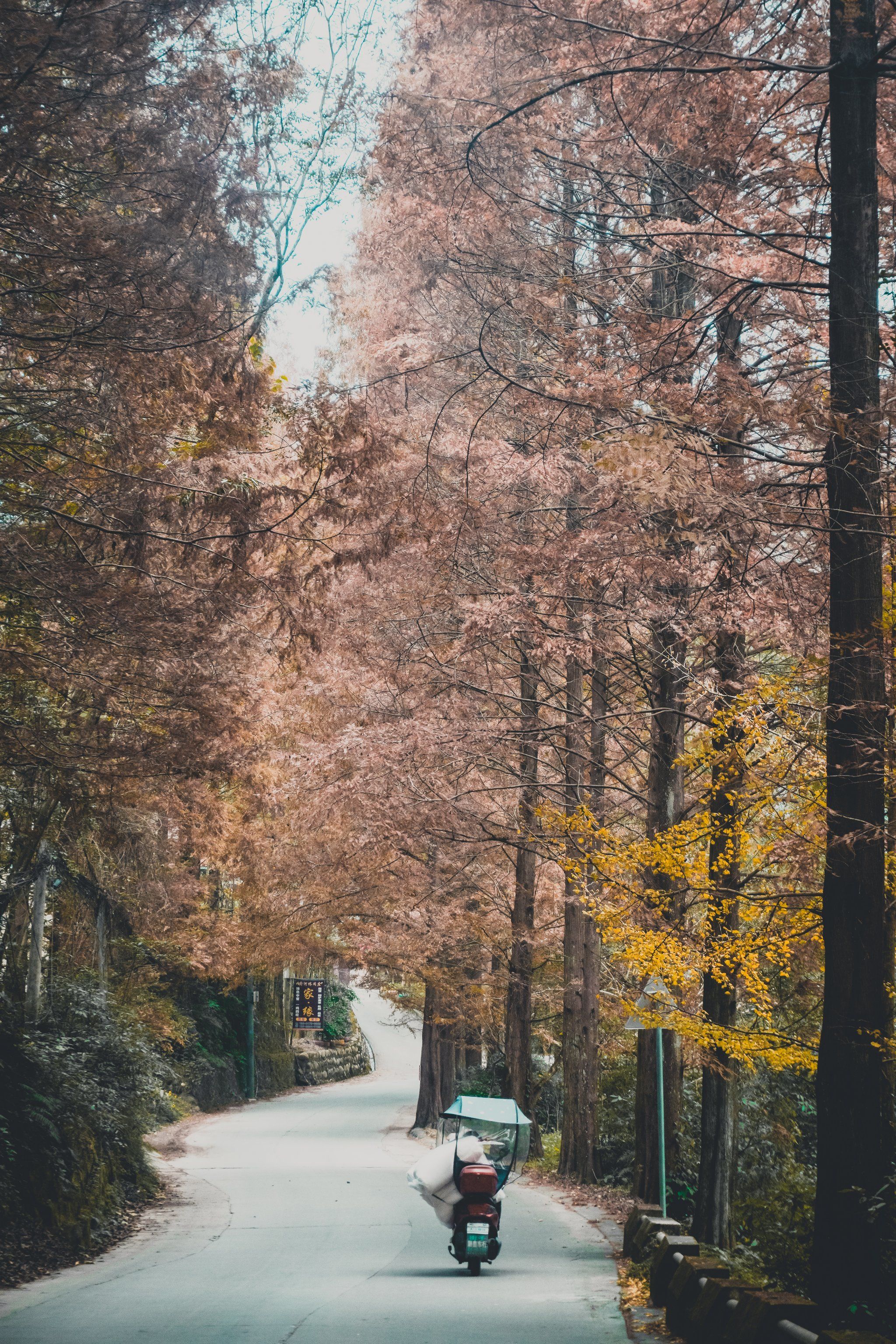 人少车少!偶遇的这条水杉大道真好拍!