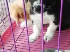 -A猫a狗全科·犬猫异宠·芥西宠物医院(南开总院)