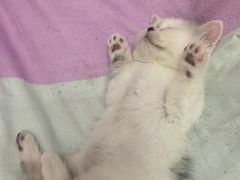 -心仪动物医院·牙专科·肿瘤·心脏科(西客站院)