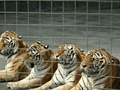 -石家庄市动物园