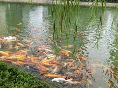 -陆家嘴中心绿地