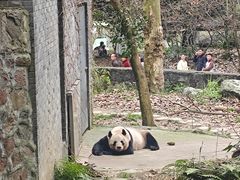 -都江堰中华大熊猫苑