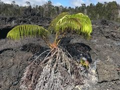 -夏威夷火山国家公园