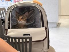 -关爱宠物医院·猫科中心·消化科(滨湖万达分院)