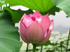 -陈家山荷花公园