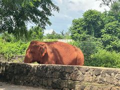 -海南热带野生动植物园