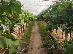 -马陆小张葡萄园农家乐