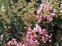 -泰山花样年华景区