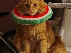 -乐宠宠物店(世纪金源店)