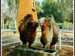 -长白岛森林公园