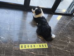-宠爱国际动物医院·疑难骨科·心肾内科·皮肤科(太阳宫店)