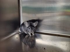 -瑞派·关忠动物医院·异宠专科·犬猫肿瘤·皮肤专科(望京店)