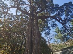 -青岛崂山太清宫