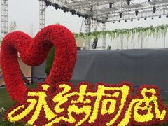 -荷兰花海