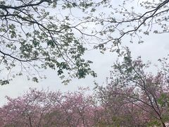 -天适樱花悠乐园