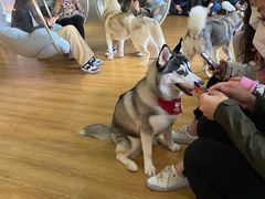 -Husky Go! 哈士奇体验馆·宠物咖啡厅狗咖