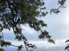 -墨尔本皇家植物园
