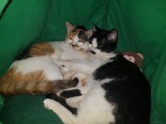 -汪喵宠物医院·骨科心脏影像·犬猫急重症ICU诊疗中心(成华分院)