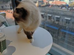 -怪兽屋·羊驼·猫咖·狗咖(俊华广场店)