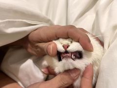 -萌宠之家·腊肠犬·马尔泰·小体犬舍