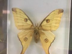 -上海昆虫博物馆