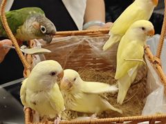 -吾叁·吉趣鸟咖(万科店)