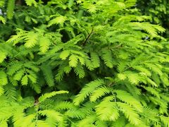 -桤木河湿地公园