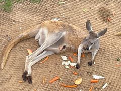 -西霞口神雕山野生动物世界