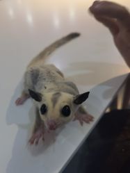 -Moni星球萌宠·小马宝莉·灵蛇·高端高阶全萌宠互动体验俱乐部(红豆国际广场店)